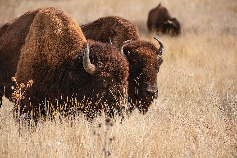 Bison at Rocky Mountain Arsenal in Colorado